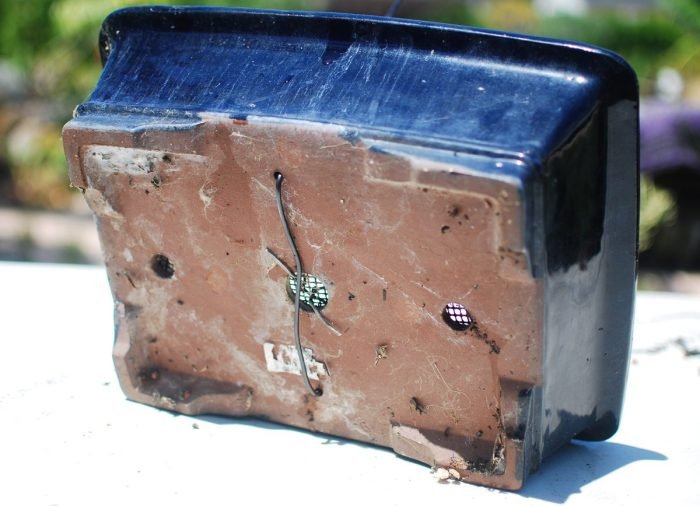 Wierzba avia bonsai najnowsza drutu