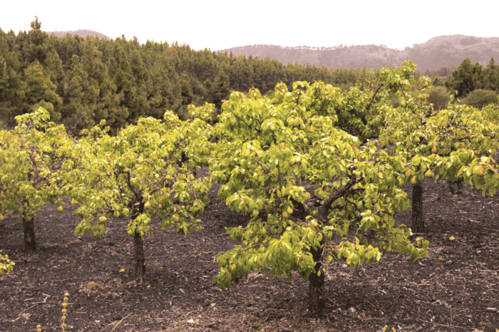 Pohon buah yang akarnya tidak merusak bangunan