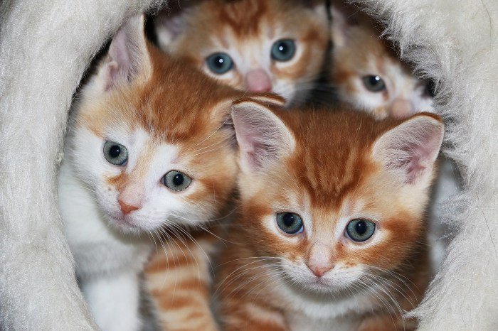 Toko cat bangunan terdekat