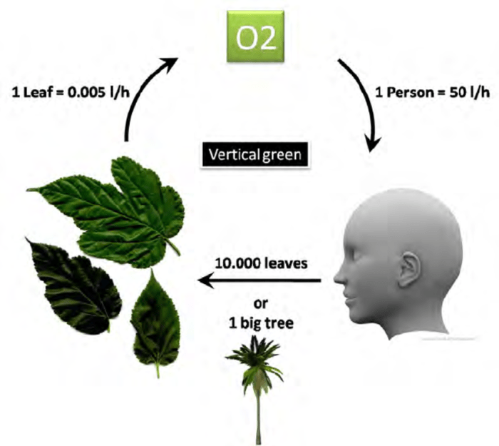 Bagian tumbuhan yang dimanfaatkan manusia untuk bahan bangunan adalah