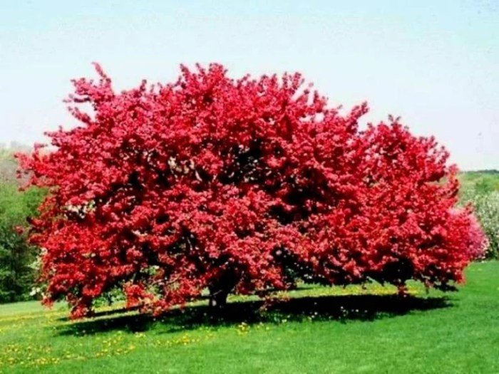 Trees tree walnut shade small feet spaces zone heat tolerant year