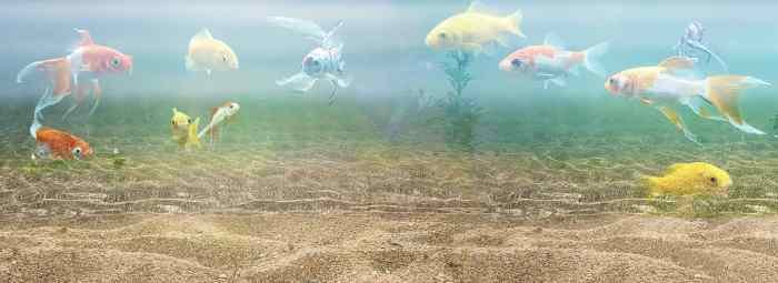 Aquarium tank fish goldfish slate cichlid ideas setup aquariums aquascape tropical google tanks search big aquascaping saved choose board planted