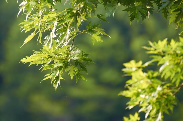 Oak white tree trees plant shade quercus alba top native form toronto good common similiar broad mid landscapes spring state