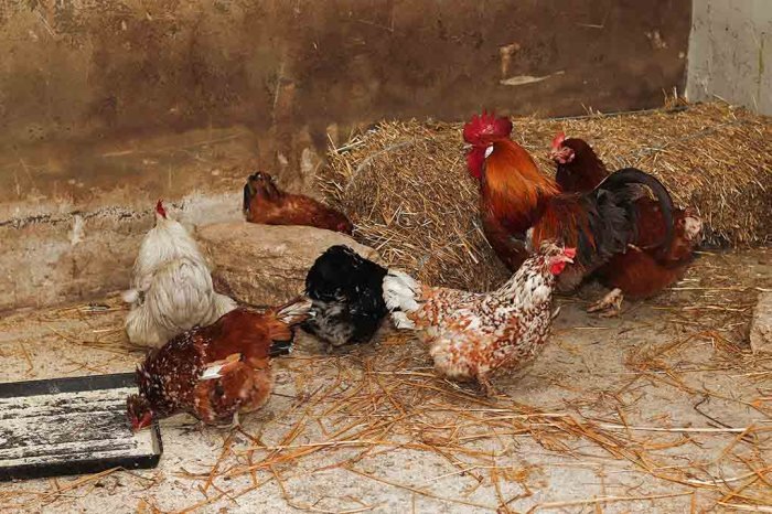 Feeding grains