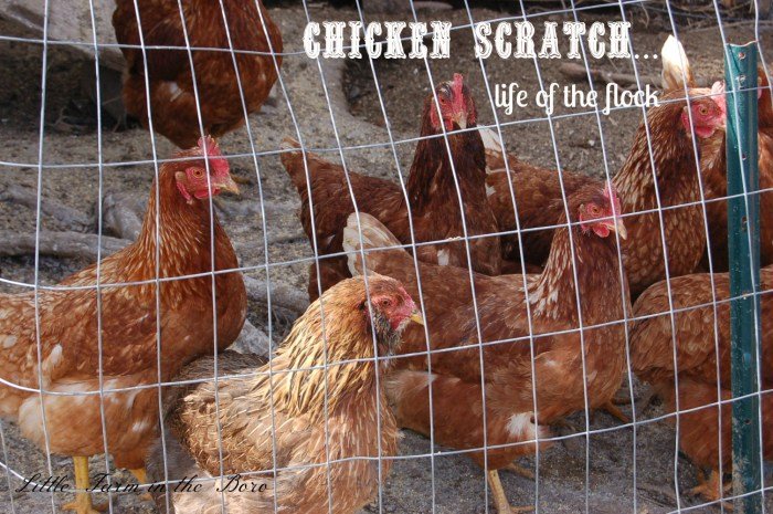 Scratch chicken chickens