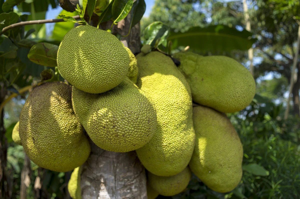 Global bangunan nangka