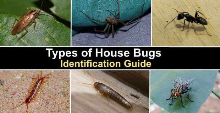 Insects harmful chart zoology charts laminated paper color full india medical