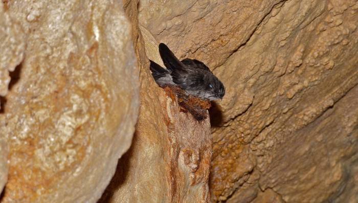 Nest edible swiftlet
