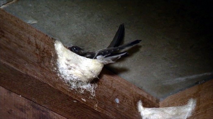 Nest swiftlet nests young mossy older left right two