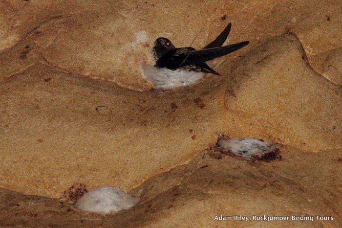 Bangunan sarang burung walet