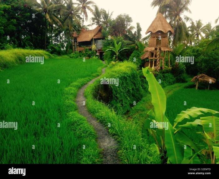 Desain rumah di tengah sawah