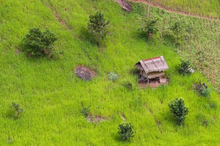 Desain rumah di tengah sawah