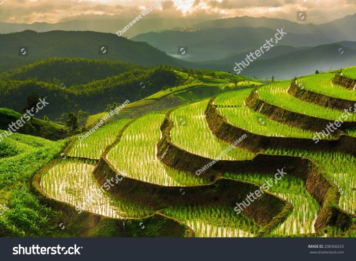 Desain rumah di tengah sawah