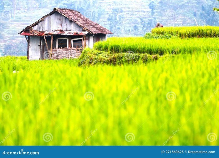 Desain rumah di tengah sawah